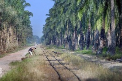 BPDPKS Ungkap Keuntungan Replanting Sawit bagi Petani