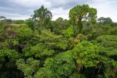 Hutan Indonesia hingga Brasil Jadi Paru-paru Dunia