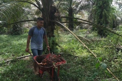 Pendapatan Petani Sawit di Daerah ini Naik Tiga Kali Lipat