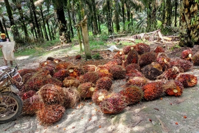 Harga Sawit di Aceh Utara Tembus Rp 3.000/Kg, ini Pemicunya