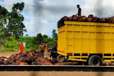 Efek Harga Sawit Naik, dari Borong Kendaraan Hingga Bangun Rumah