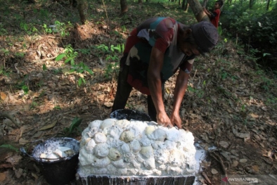 Astaga! Harga Karet di Riau Turun Lagi