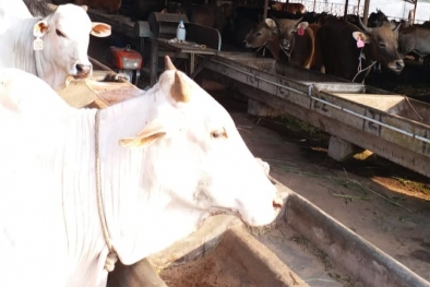 Kawin Suntik Sapi di Riau, Ini Target Pemerintah