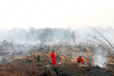 Penanganan Gambut Jadi Dilema di Siak