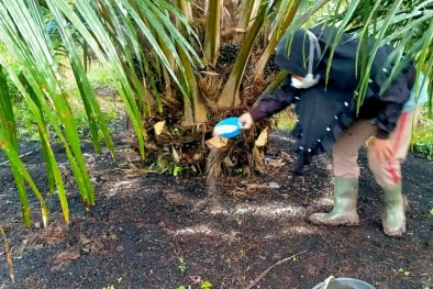 Pupuk Mahal? Begini Cara Petani ini Menyiasatinya