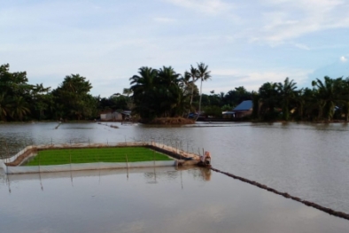 Hadapi Dampak La Nina, Ini 8 Strategi Kementan