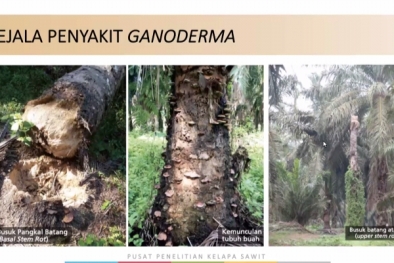 Ganoderma Kini Doyan Tanaman Muda, Belum Ada Pembasminya