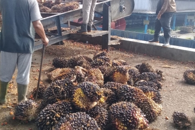 Petani ini Beruntung, Jual Hasil Panennya Langsung ke PKS