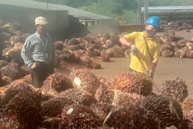 Harga TBS Aceh Naik Signifikan, Tapi Belum Sentuh Rp 3.000/Kg