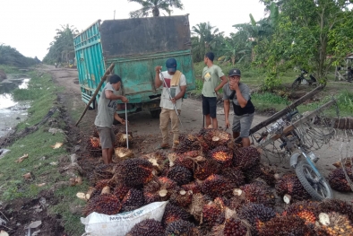 Jangan Sombong Dulu Pemirsa, Harga Minyak Sawit Dunia Masih Fluktuatif