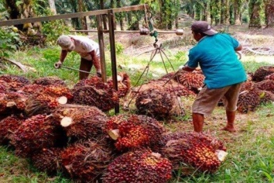 Harga Sawit Tinggi, Banyak Petani Tidak Ikut Menikmati