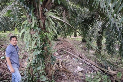 Petani ini 5 Tahun Cari Pupuk Subsidi di Desanya, tak Ketemu