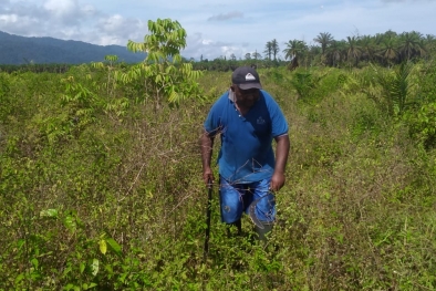 Pakai Bibit Unggul tapi TBS Dihargai Murah, Petani Mengeluh