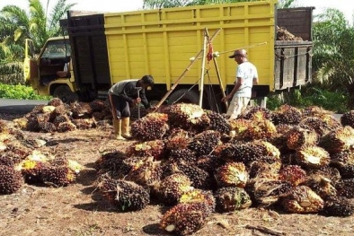 Petani Sawit Diingatkan Jaga-jaga, Jangan Terbuai Euforia