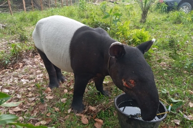 Kasihan, Mata Tapir Terluka Kena Jeratan di Kebun Karet Kuansing