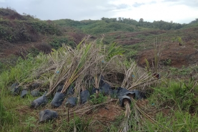 Kelanjutan Pengusutan Kasus Replanting Sawit Dipertanyakan