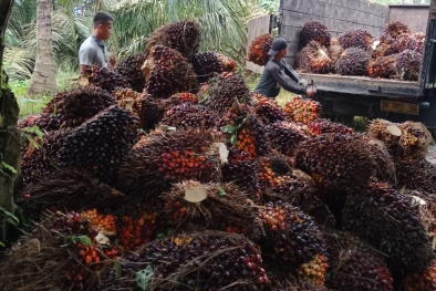 Harga CPO Tinggi, Ini Rekomendasi Saham Emiten Perkebunan