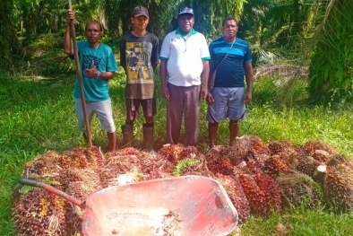 Harga Resmi TBS Ditetapkan Rendah, di Lapangan Lebih Parah