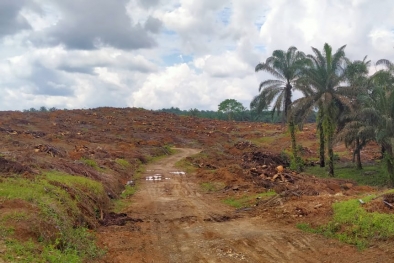 Pengerjaan Replanting Dinilai Asal-asalan, Petani Kecewa