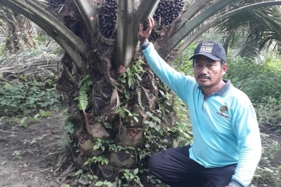 Ramai-ramai Tinggalkan Pupuk Kimia, Petani Pilih Pupuk Organik