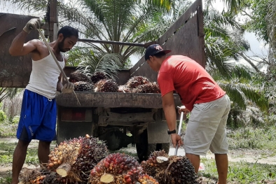 Curi Buah Sawit, 6 Orang Ditangkap Polres Oku