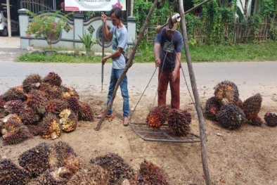 Harga TBS di Daerah ini Naik Dua Kali Lipat dari Biasanya