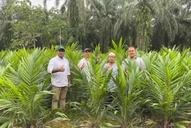 Dibantu SAMADE Aceh, Ratusan Petani Ikut PSR Tahap Empat