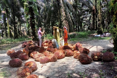 Buruh Kebun Sawit Wajar Keberatan Diupah Sama dengan Pekerja Sektor  Lain