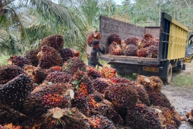 Alamak! 122 Perusahaan Kelapa Sawit Belum Punya HGU