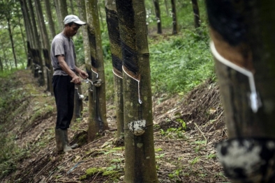 Lewat Program DAPATI, Kemenperin Optimalkan Hilirisasi Karet Alam