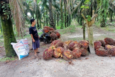 Harga TBS Sumut Naik Lagi