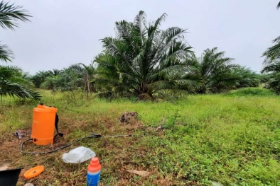 8 Jenis Bantuan Sarpras dari BPDPKS Ini Bisa Dinikmatin Petani