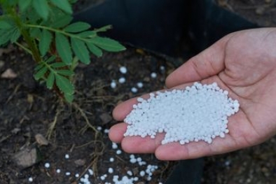 Dampak Pemberian Pupuk Urea Secara Berlebihan pada Tanaman