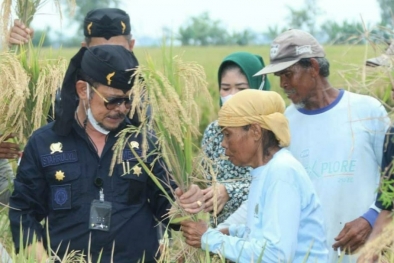 Kementan: Tanaman Berkualitas Tergantung Pupuk yang Berimbang