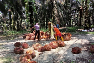 Begini Perkembangan Harga TBS Beberapa Daerah di Aceh