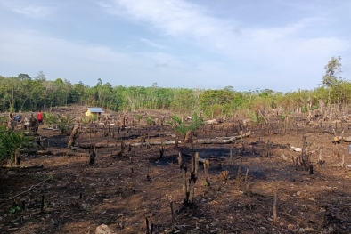 Meski Harga Karet Mahal, Petani ini Beralih ke Sawit