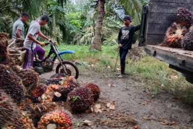 PKS Tanpa Kebun Bisa Jadi Induk Petani Swadaya