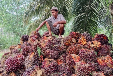 CPO Indonesia Kuasai Minyak Nabati di Dunia, Capai 40 Persen