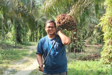 Harga Sawit Riau Masih Juara 2 Termahal di Indonesia