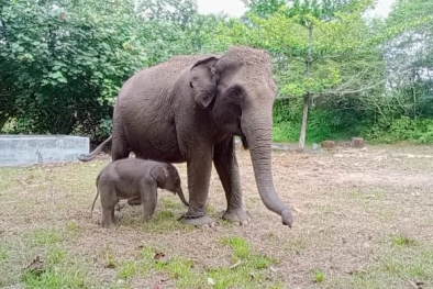 Kabar Gembira! Bayi Gajah Jantan Lahir di TNTN