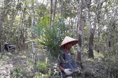 Gara-gara bioavtur, Ratusan Warga Berhenti jadi Petani Karet