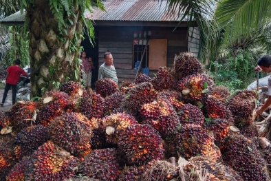 Petani Ikut PSR di Penajam Bisa Dihitung Jari, Sawitnya Masih Muda