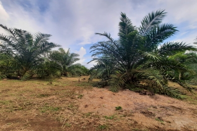 Petani Berharap Harga TBS Saat ini Jadi Standar Baru