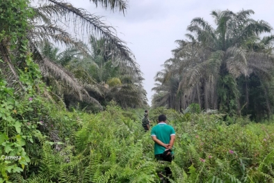 Cerita Petani Jadi Anggota Koperasi Sawit