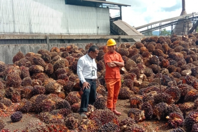 Akhirnya Harga Resmi TBS Babel Lewati Level Rp 3.000/Kg