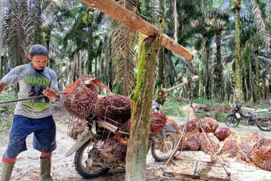 Harga Resmi TBS di Sumut Turun  Lagi