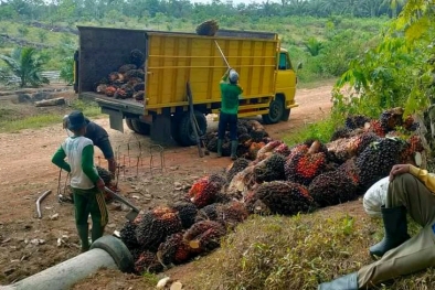 Harga Resmi TBS di Lampung Lewati Level Rp 3.000/Kg