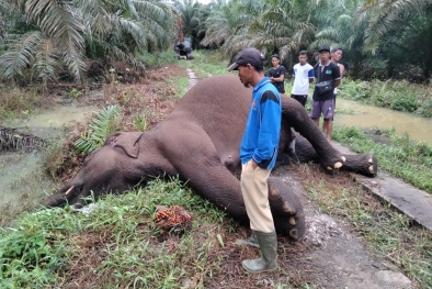 Tersengat Listrik, Gajah Liar Mati di GSK Bengkalis