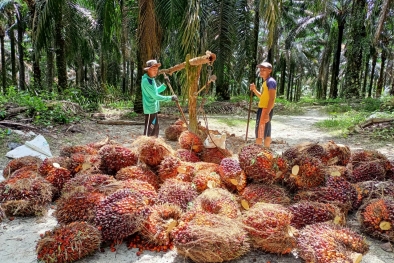 Harga TBS di 8 PKS Kompak Tak Berubah