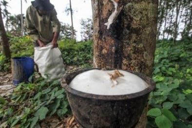 Harga Karet di Riau Cenderung Stagnan